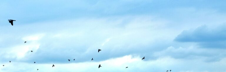 „Seht die Vögel unter dem Himmel …“