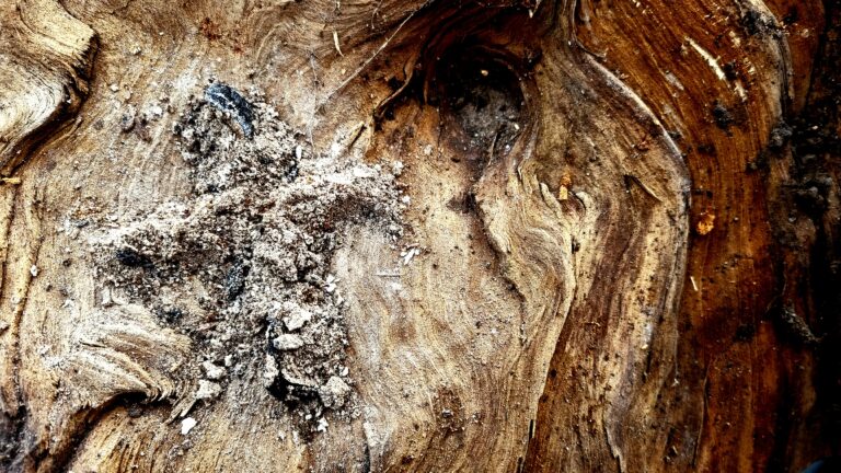 „Bedenke Mensch, dass du Staub bist …“