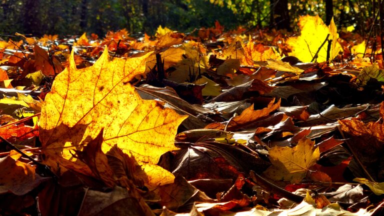 Mikroabenteuer Herbst