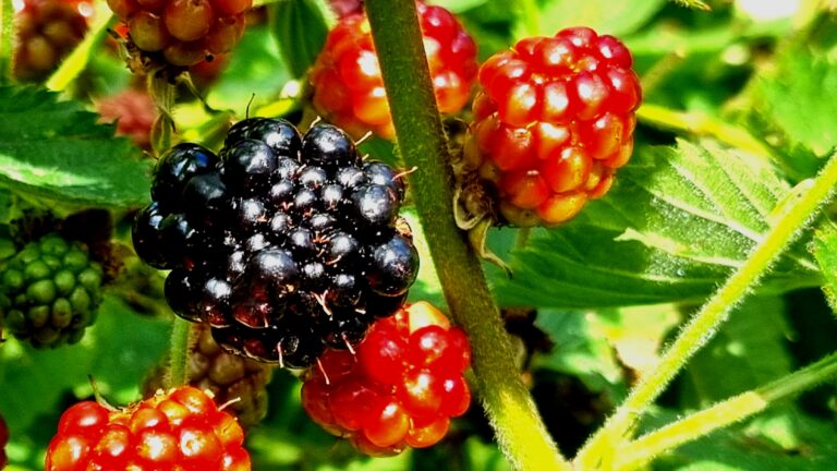 Die erste des Jahres