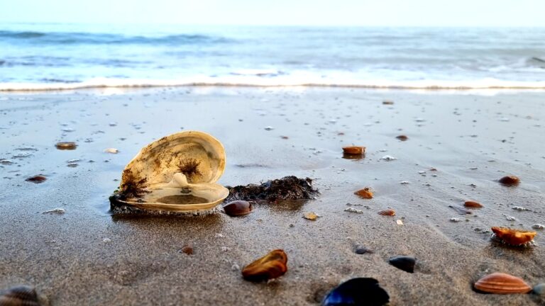 Muschelschalen